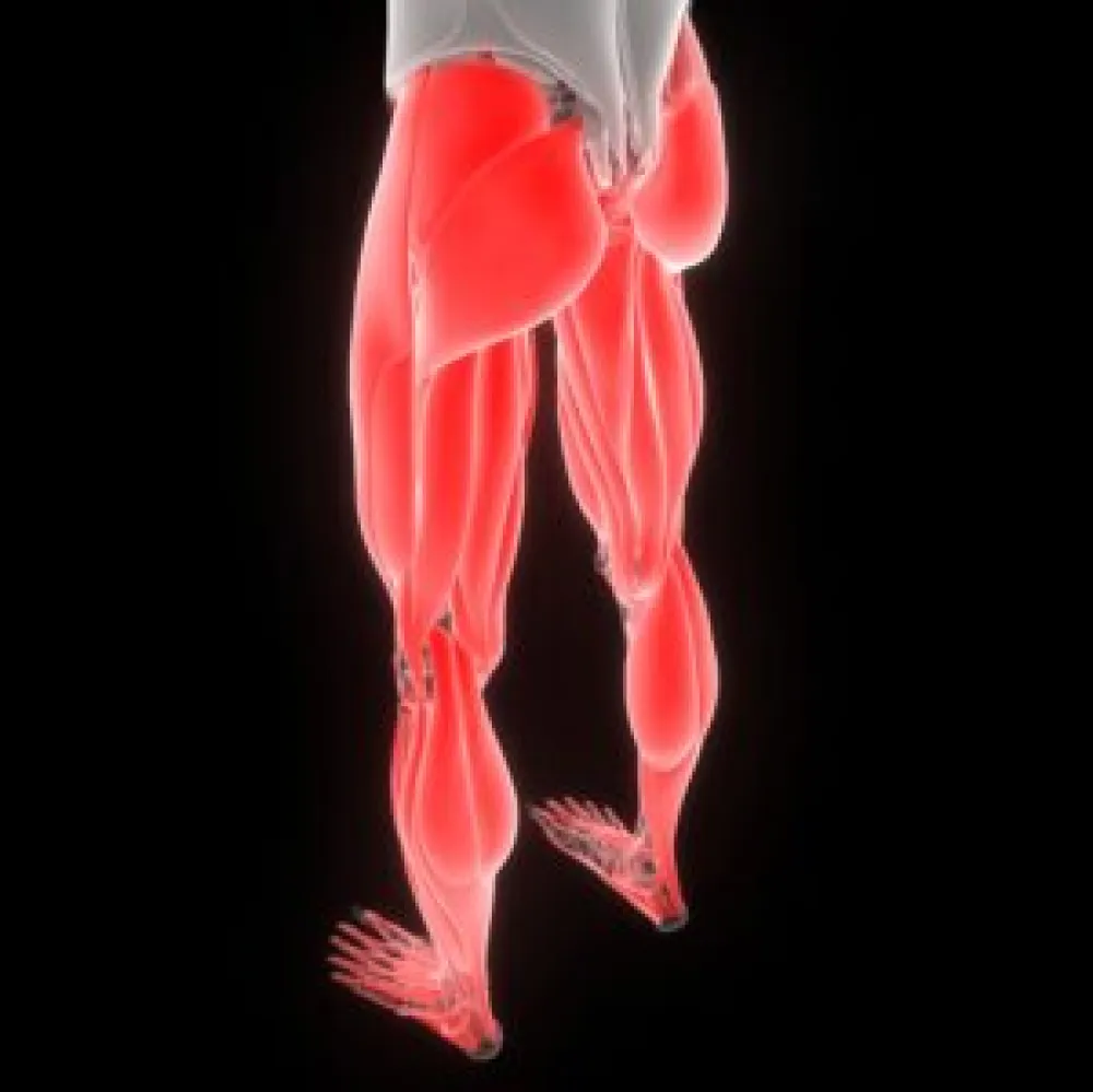 imagem musculos Artrovida